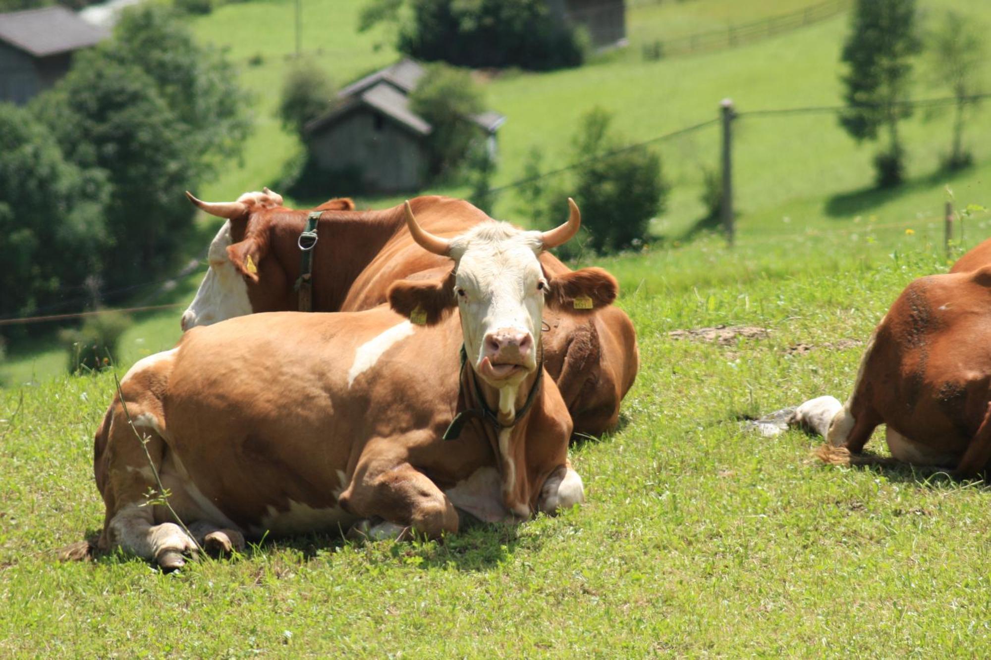 Farm stay Omesbergerhof *